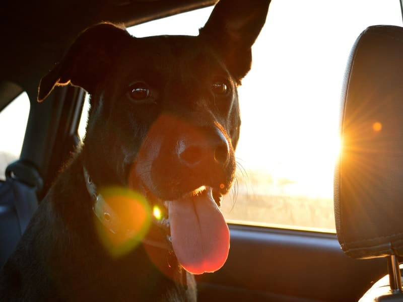 Best Ways to Keep Your Dog Cool in the Car